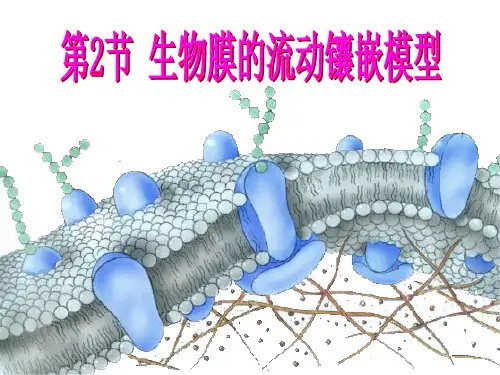 细胞膜的流动镶嵌模型 ppt课件