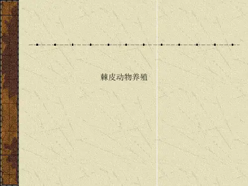 棘皮动物养殖