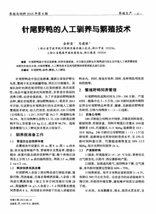 针尾野鸭的人工驯养与繁殖技术