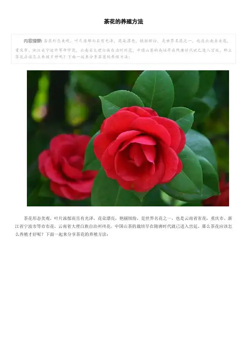 茶花的养殖方法