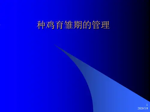 种鸡育雏期的管理
