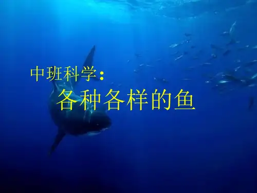 中班科学:各种各样的鱼 PPT课件