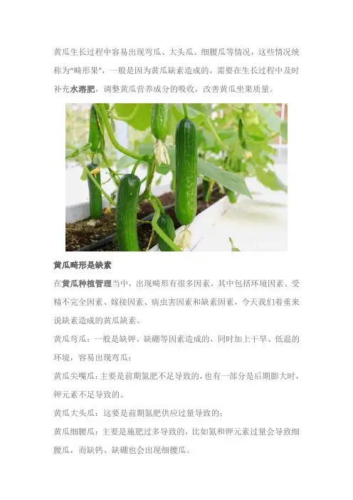 黄瓜需要什么肥料