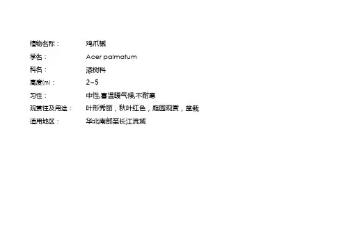 漆树科.鸡爪槭