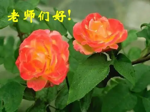 北师大版《高中数学》的教与学