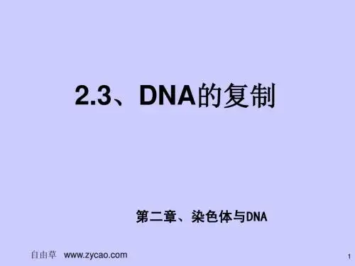 2.3和2.4 DNA的复制和特点