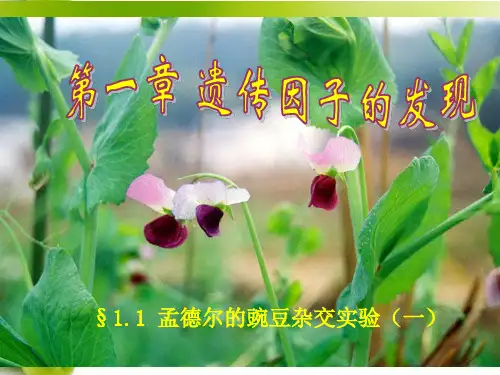 孟德尔的豌豆杂交实验(一) 公开课一等奖课件PPT