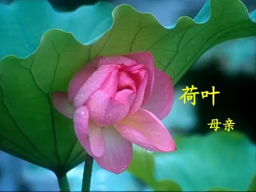 繁星·春水和伊索寓言