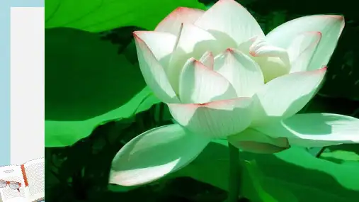 七年级语文下册(人教版)《爱莲说》 (4)ppt课件