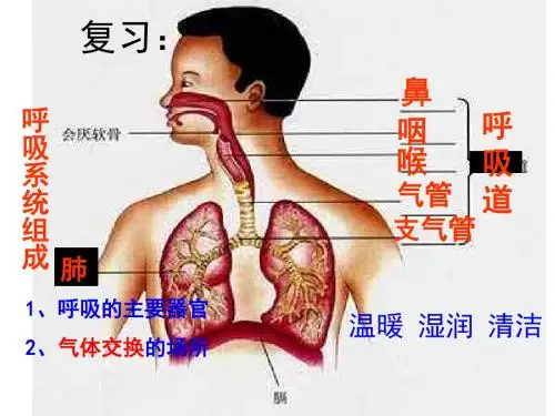 七年级生物下册第2单元第3章第1节呼吸—呼吸的过程课件(新版)冀教版