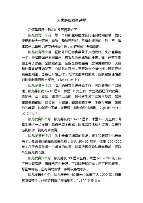 人类胚胎发育过程