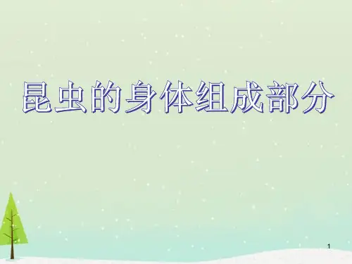 幼儿园：昆虫主题