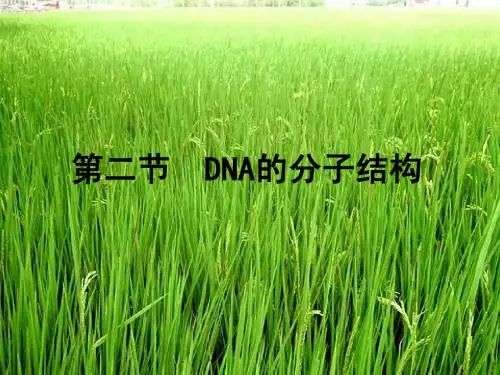 DNA的分子结构