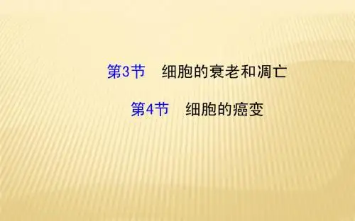 【金榜名师】2014秋高中生物(RJ)必修一课件：6.3&4细胞衰老和凋亡·细胞癌变(1)