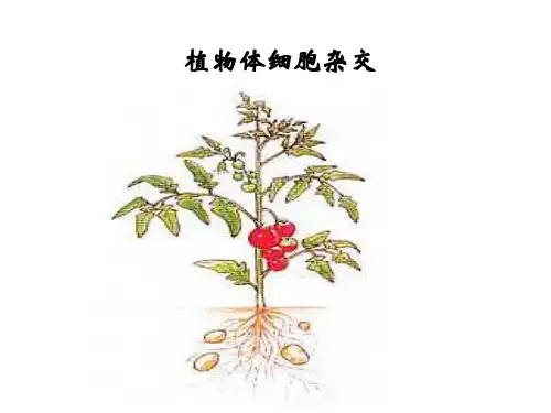 2.1《植物体细胞杂交的过程》 