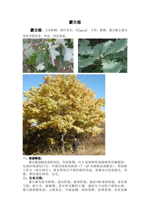 蒙古栎专业知识