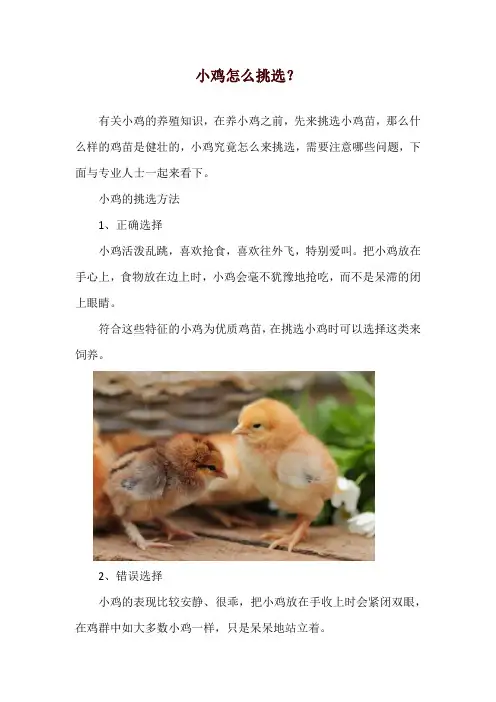 小鸡怎么挑选？