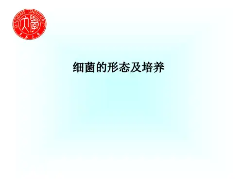 细菌的形态及培养PPT课件