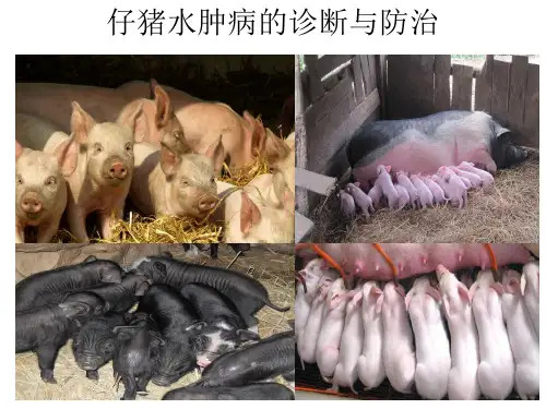 仔猪水肿病的诊断与防治