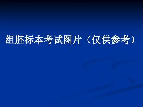 组胚标本考试 ppt课件