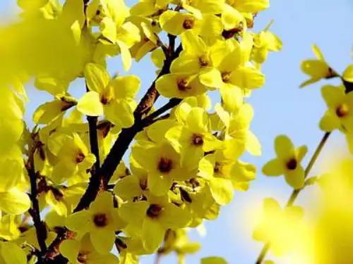 小学语文四年级下册《奇异的植物世界》第一课时课件