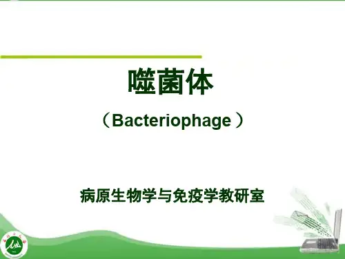 医学微生物学标准化课件  第三章