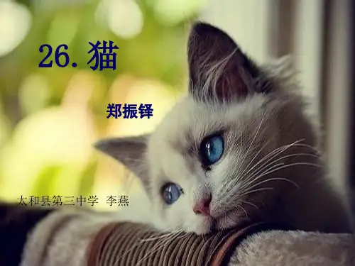 初中语文人教版(部编)七年级上册17 猫