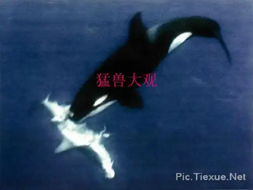 猛兽大观