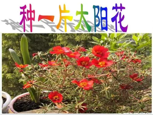 种一片太阳花