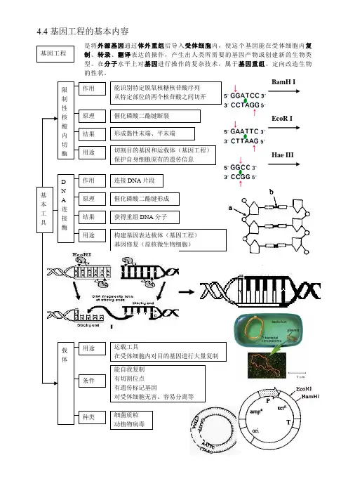 高中生物基因工程