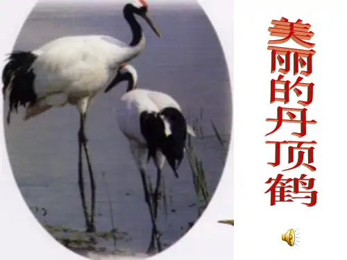美丽的丹项鹤第二课时PPT