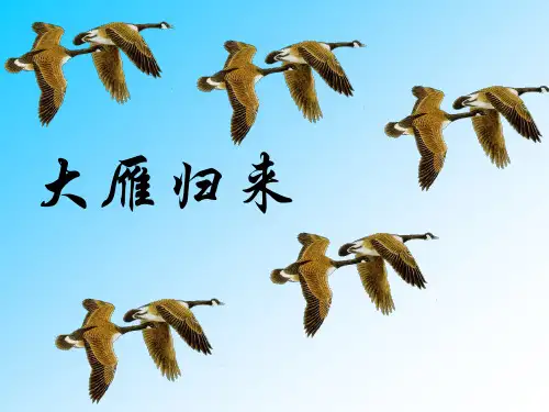 大雁归来 公开课