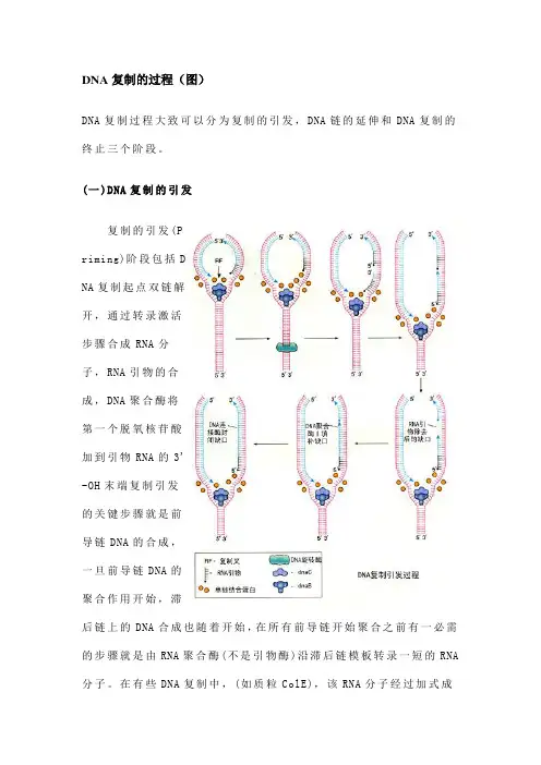 DNA复制的过程