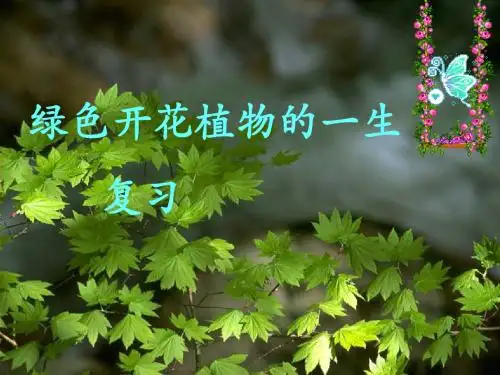《绿色开花植物的一生》教学课件8 济南版