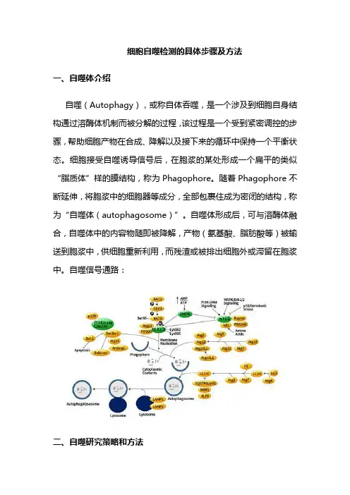细胞自噬检测的具体步骤及方法
