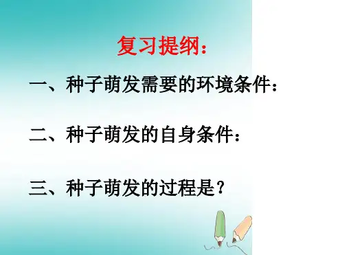 人教版七年级生物上册322植株的生长 课件共28张