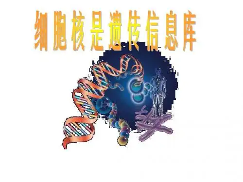 七年级生物细胞核是遗传信息库3