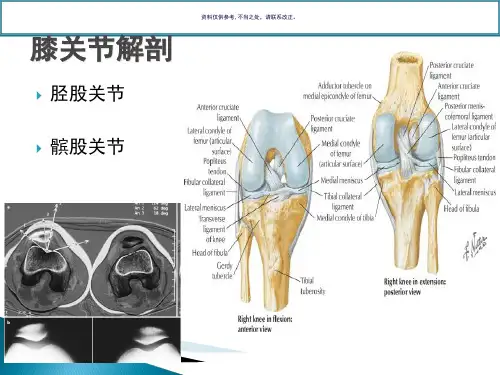 膝关节常见运动损伤讲课