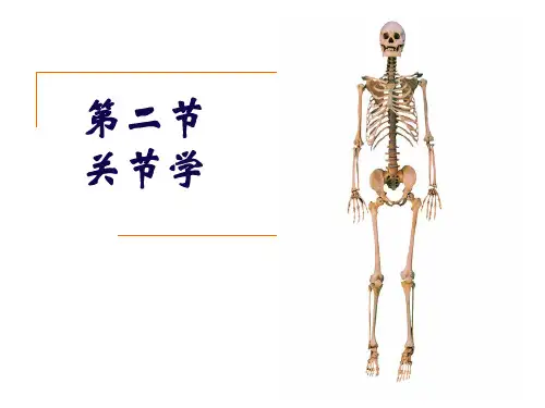 系统解剖学课件-关节学