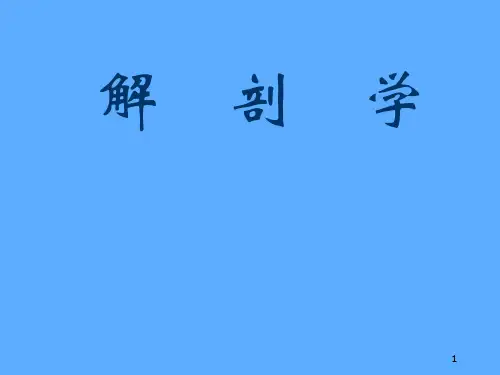 肘关节解剖结构
