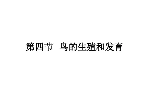 714鸟的生殖和发育—江西省上饶市广丰一中锐境学校人教版八年级生物下册课件(共12张PPT)