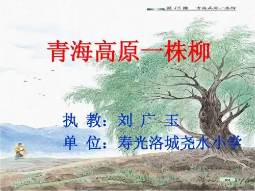 青海高原一株柳