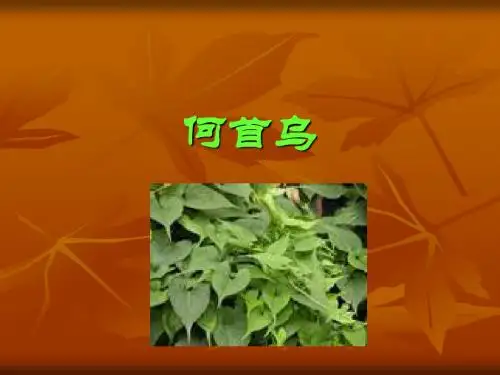 何首乌