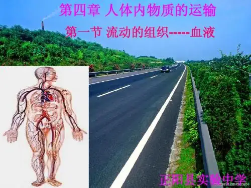 第四章 第一节流动的组织-----血液