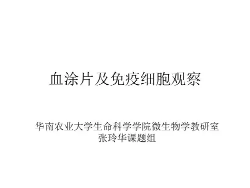 血涂片及免疫细胞观察