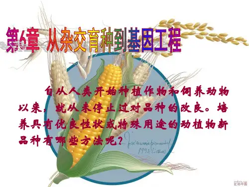 第1节 杂交育种与诱变育种
