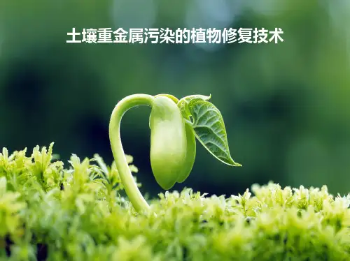 土壤重金属污染的植物修复技术 PPT