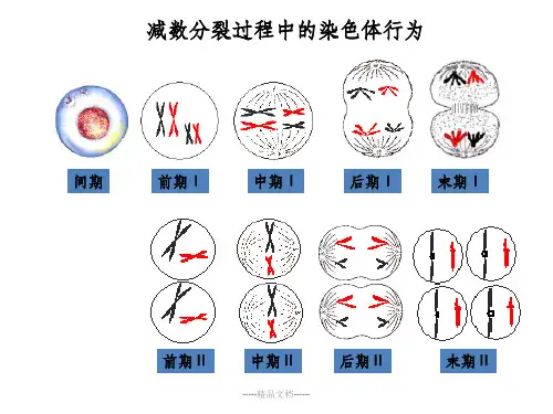 减数分裂曲线图