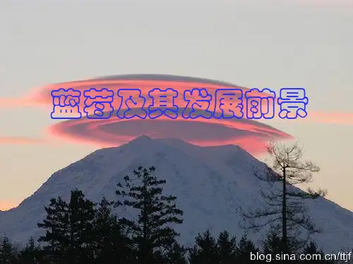 蓝莓及其发展前景