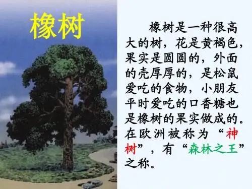 语文人教版三年级下册8、路旁的橡树课件